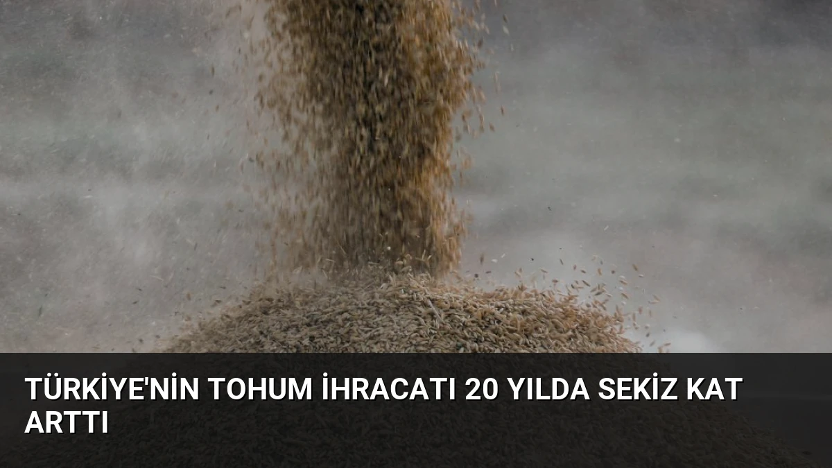 Türkiye’nin Tohum İhracatı 20 Yılda Sekiz Kat Arttı