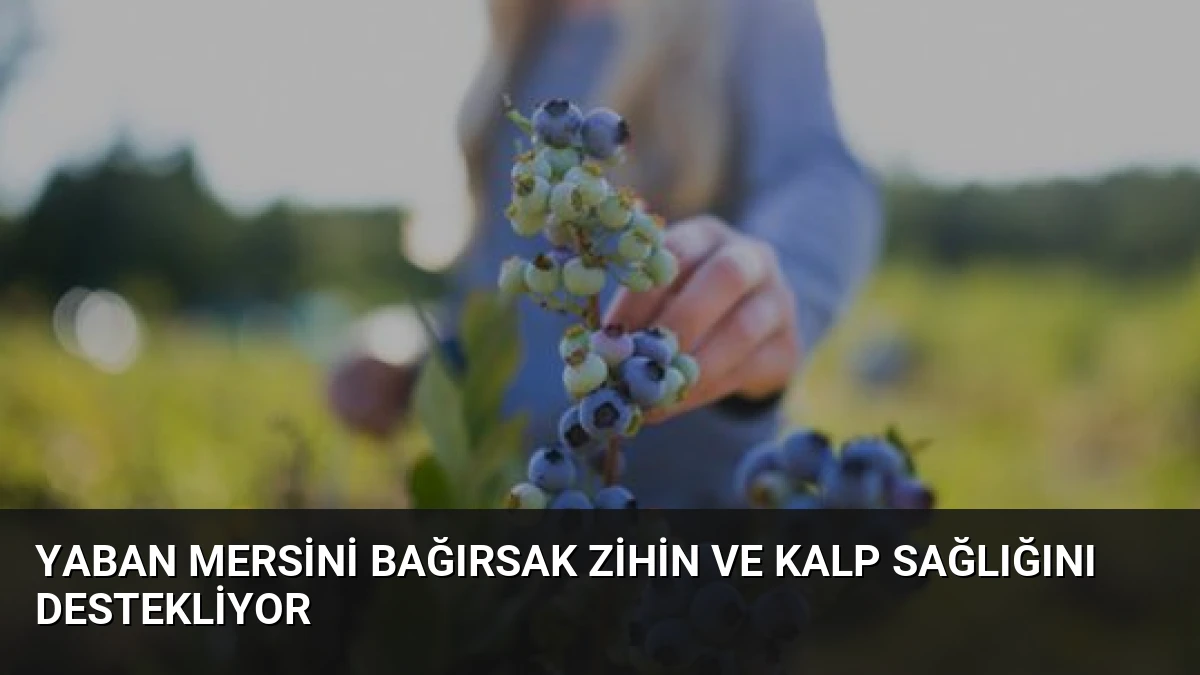 Yaban Mersini Bağırsak Zihin ve Kalp Sağlığını Destekliyor