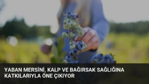 Yaban Mersini, Kalp ve Bağırsak Sağlığına Katkılarıyla Öne Çıkıyor