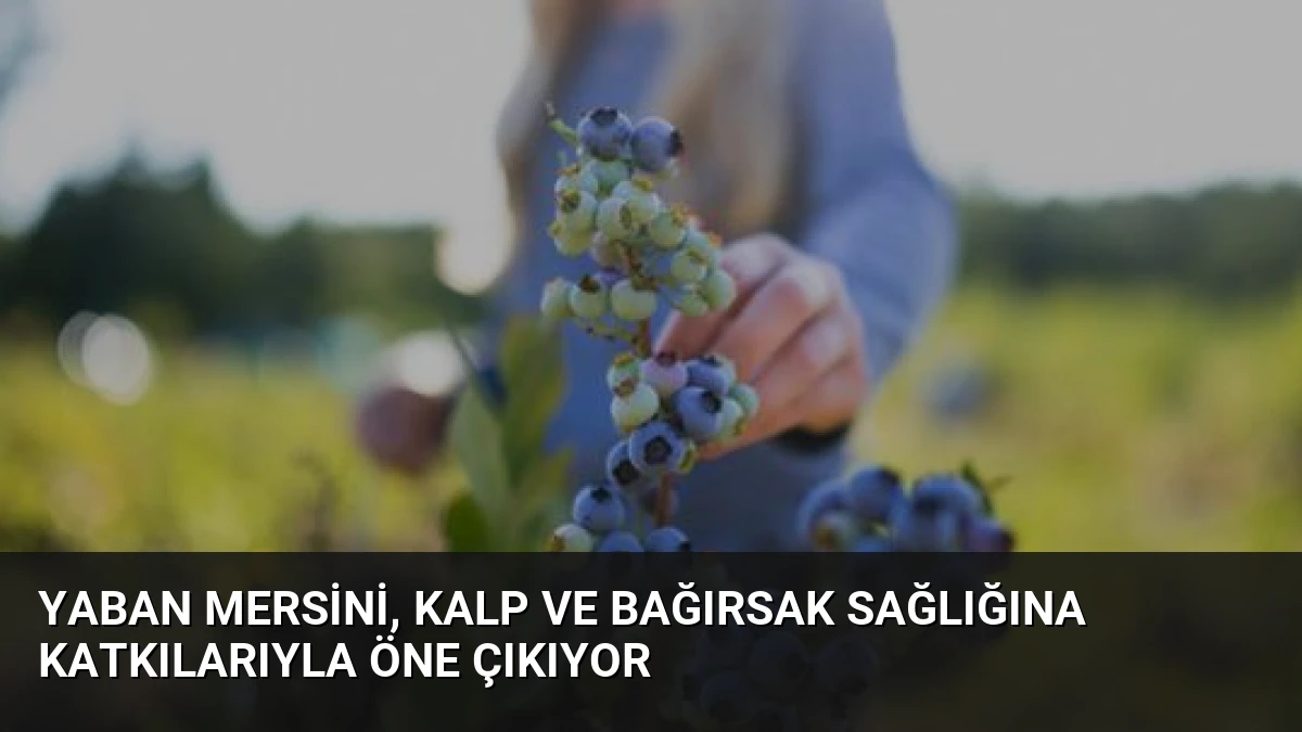 Yaban Mersini, Kalp ve Bağırsak Sağlığına Katkılarıyla Öne Çıkıyor