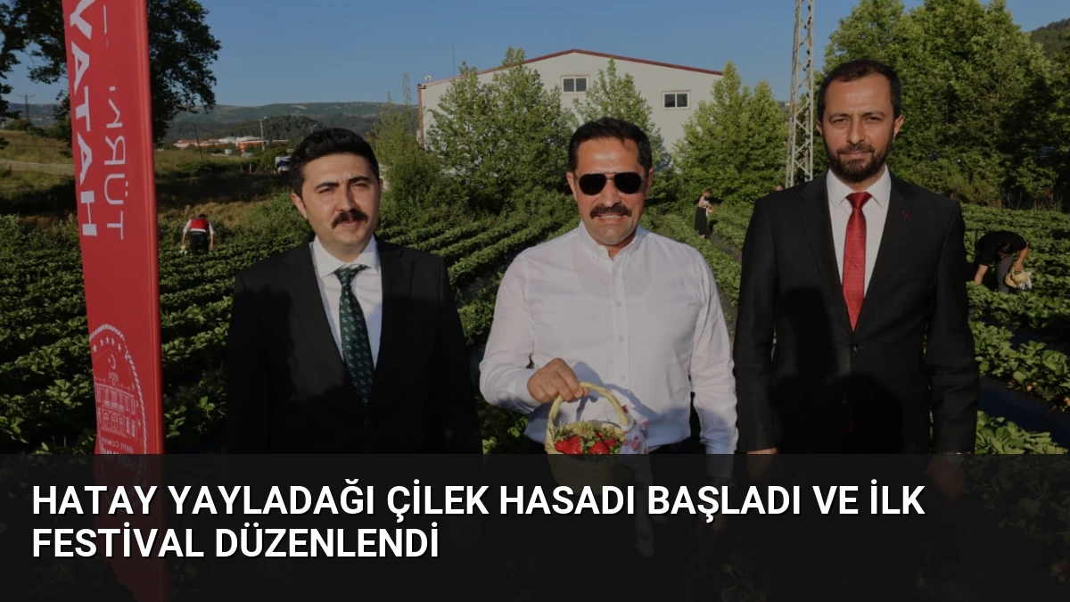 Hatay Yayladağı Çilek Hasadı Başladı ve İlk Festival Düzenlendi