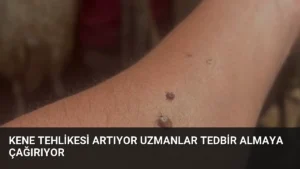 Kene Tehlikesi Artıyor Uzmanlar Tedbir Almaya Çağırıyor