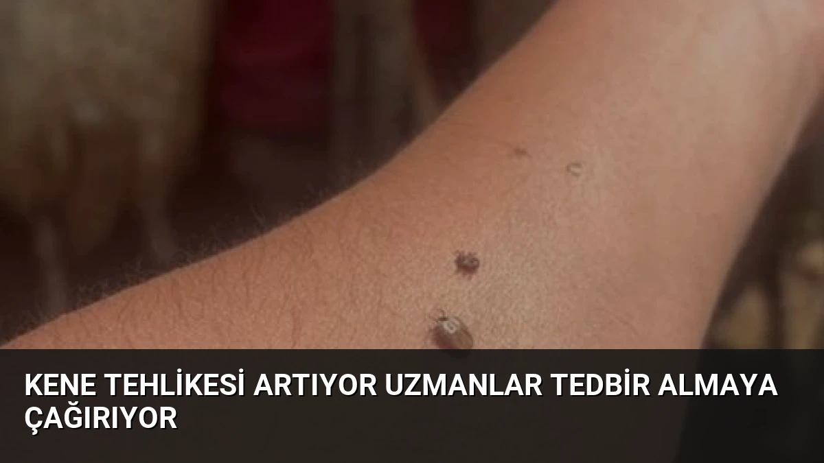 Kene Tehlikesi Artıyor Uzmanlar Tedbir Almaya Çağırıyor