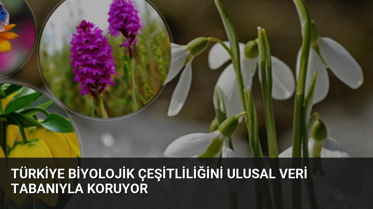 Türkiye Biyolojik Çeşitliliğini Ulusal Veri Tabanıyla Koruyor