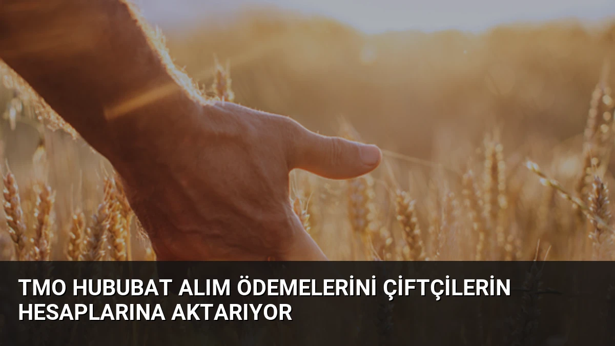 TMO Hububat Alım Ödemelerini Çiftçilerin Hesaplarına Aktarıyor