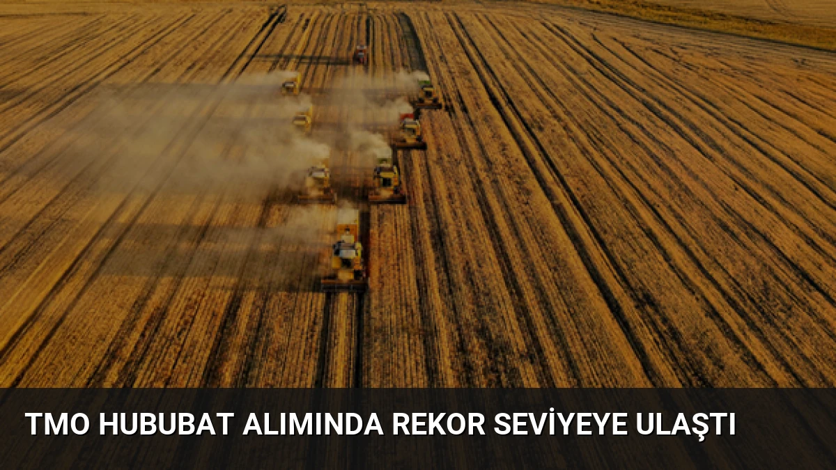 TMO Hububat Alımında Rekor Seviyeye Ulaştı