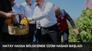 Hatay Hassa Bölgesinde Üzüm Hasadı Başladı