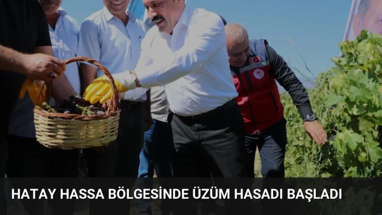 Hatay Hassa Bölgesinde Üzüm Hasadı Başladı