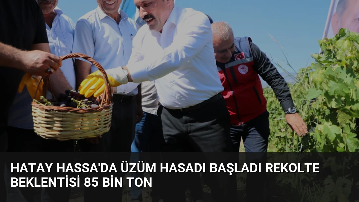Hatay Hassa’da Üzüm Hasadı Başladı Rekolte Beklentisi 85 Bin Ton